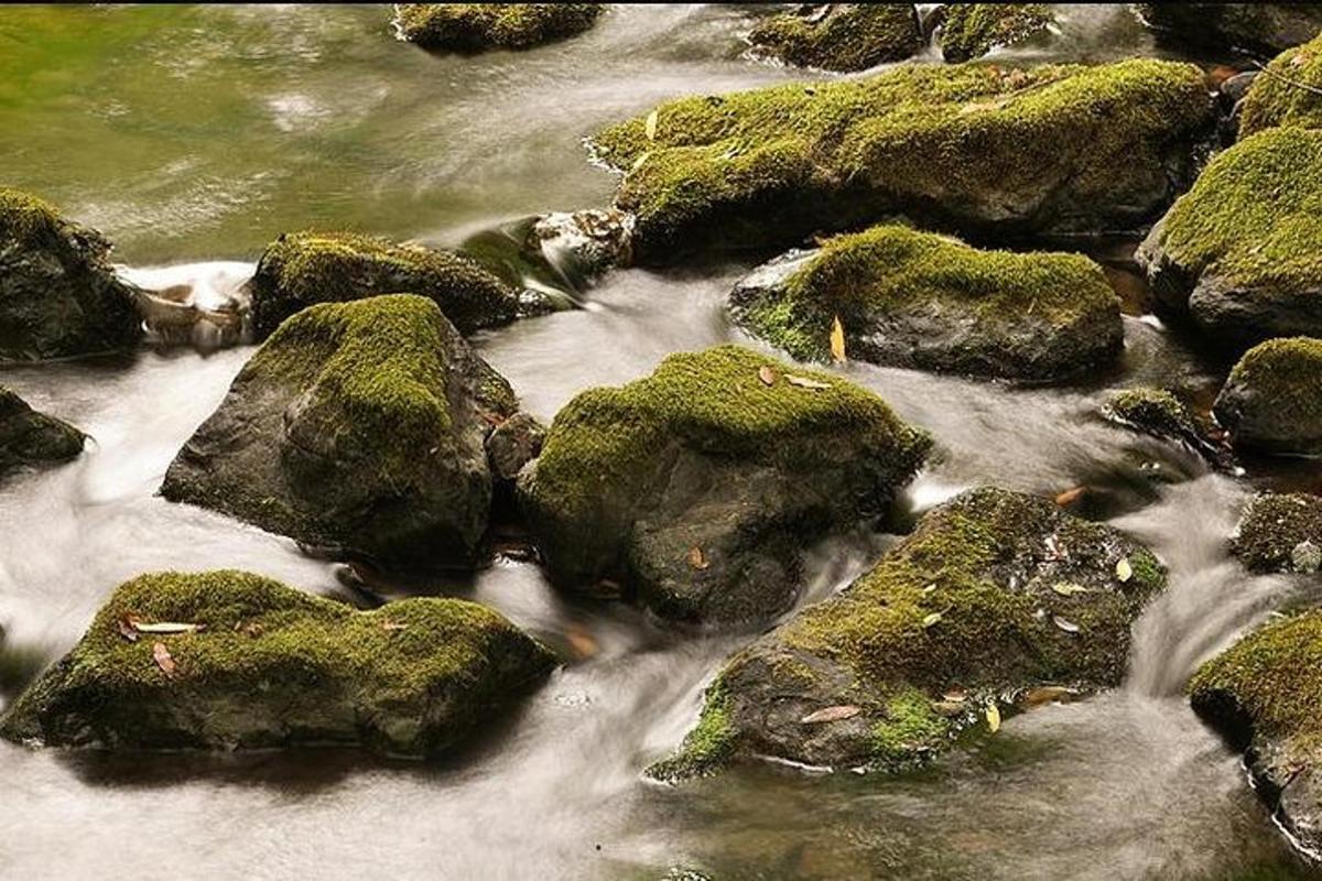 Un grupo de rocas con musgo en un río.