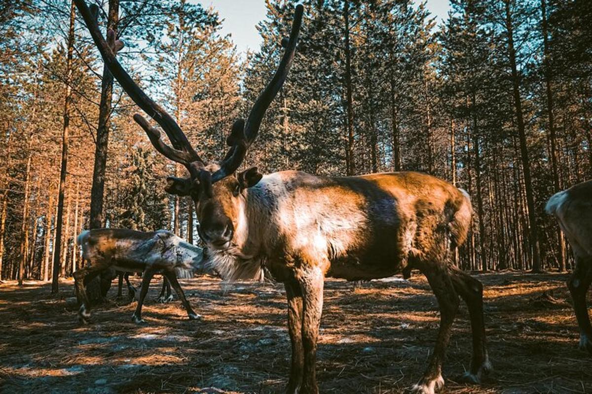 two animals with antlers standing in a forest