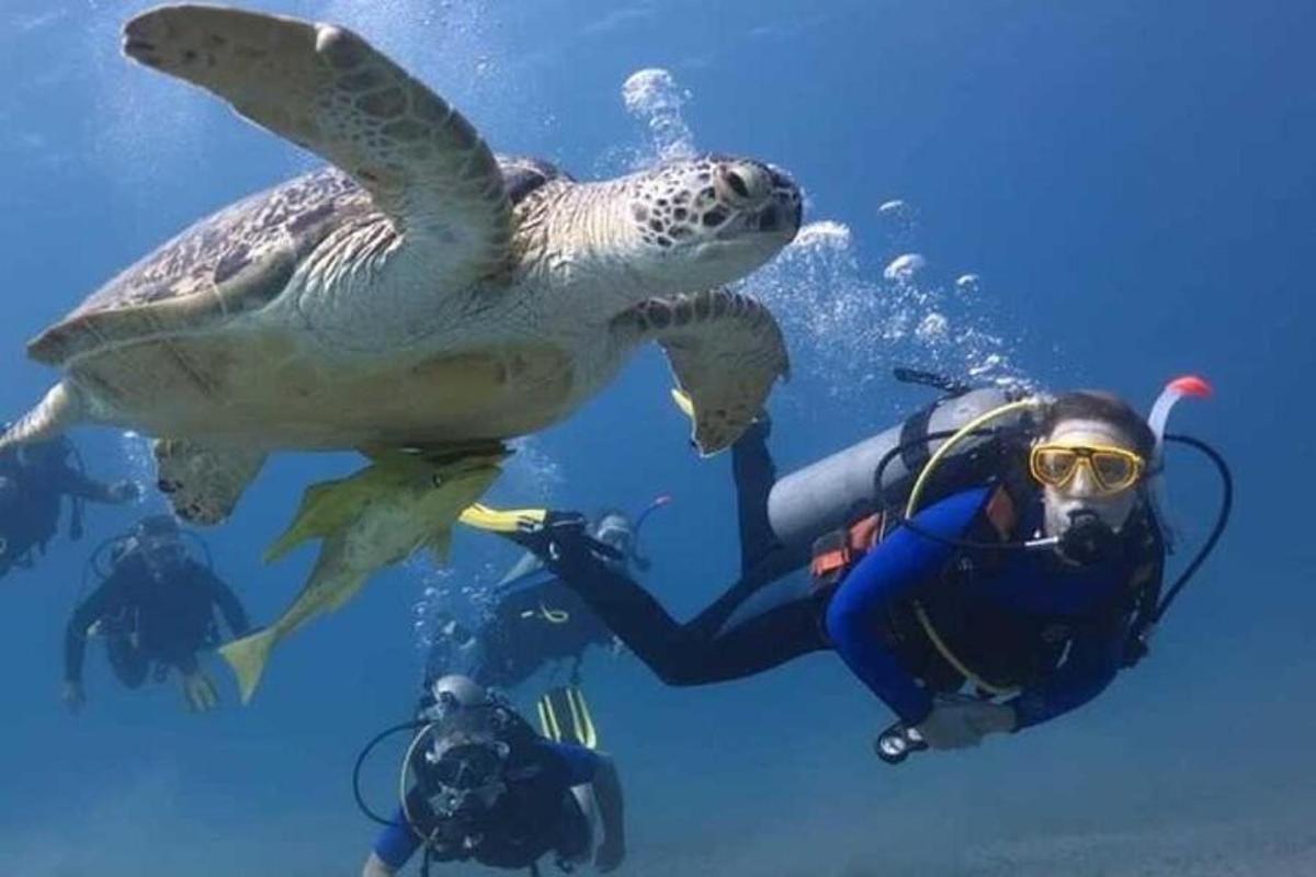 група хора във водата с костенурка