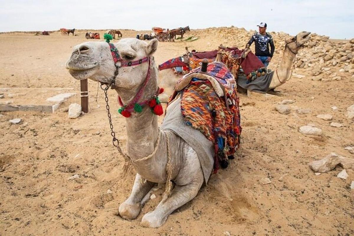a camel sitting on the ground in the desert