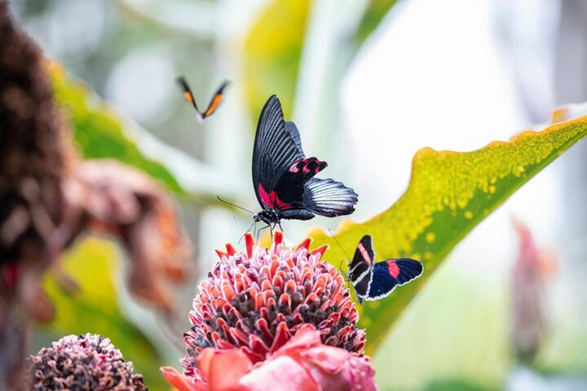 a group of butterflies sitting on top of a flower