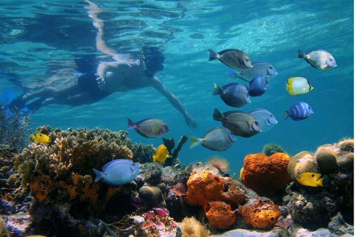a person swimming over a coral reef with fish