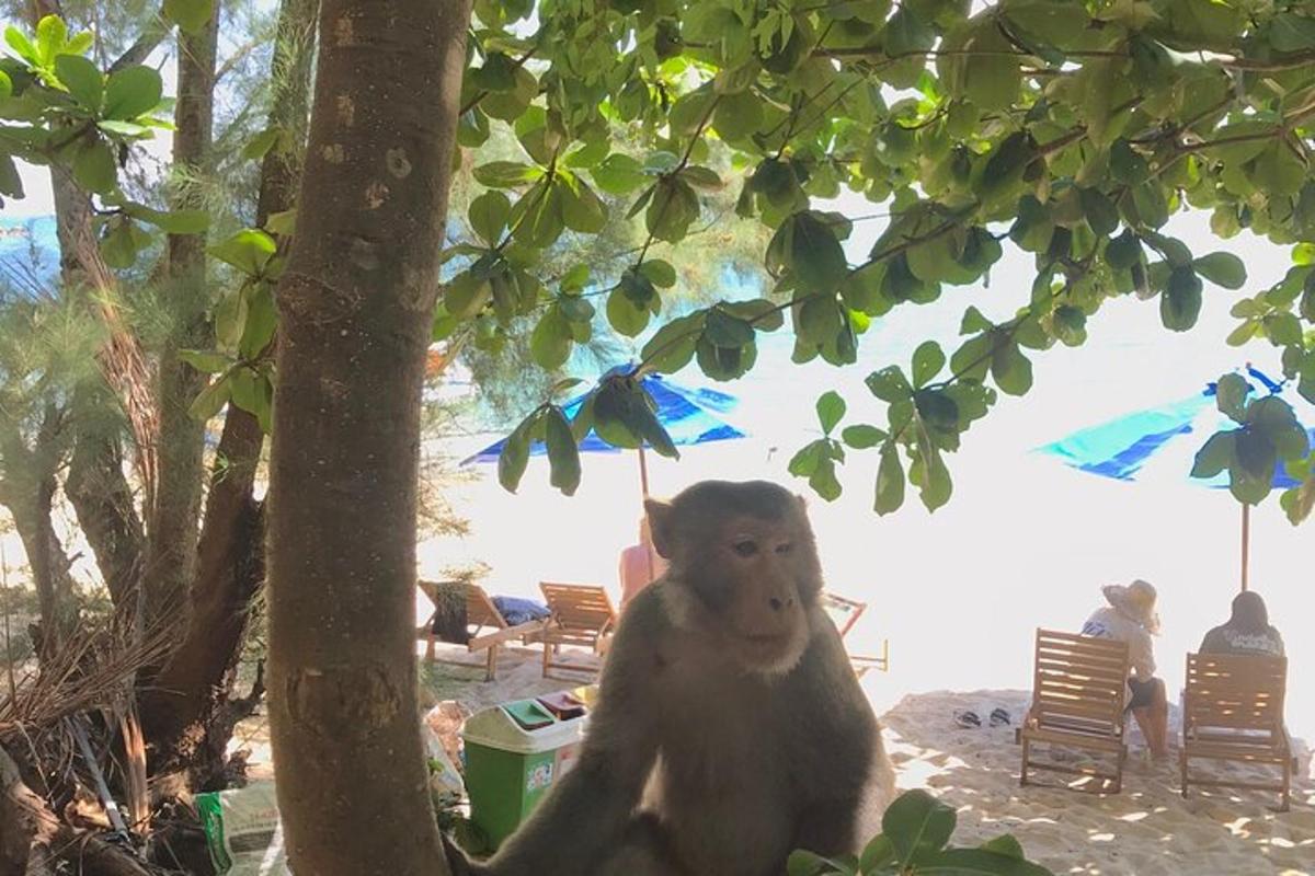 opica sedi pod drevesom na plaži