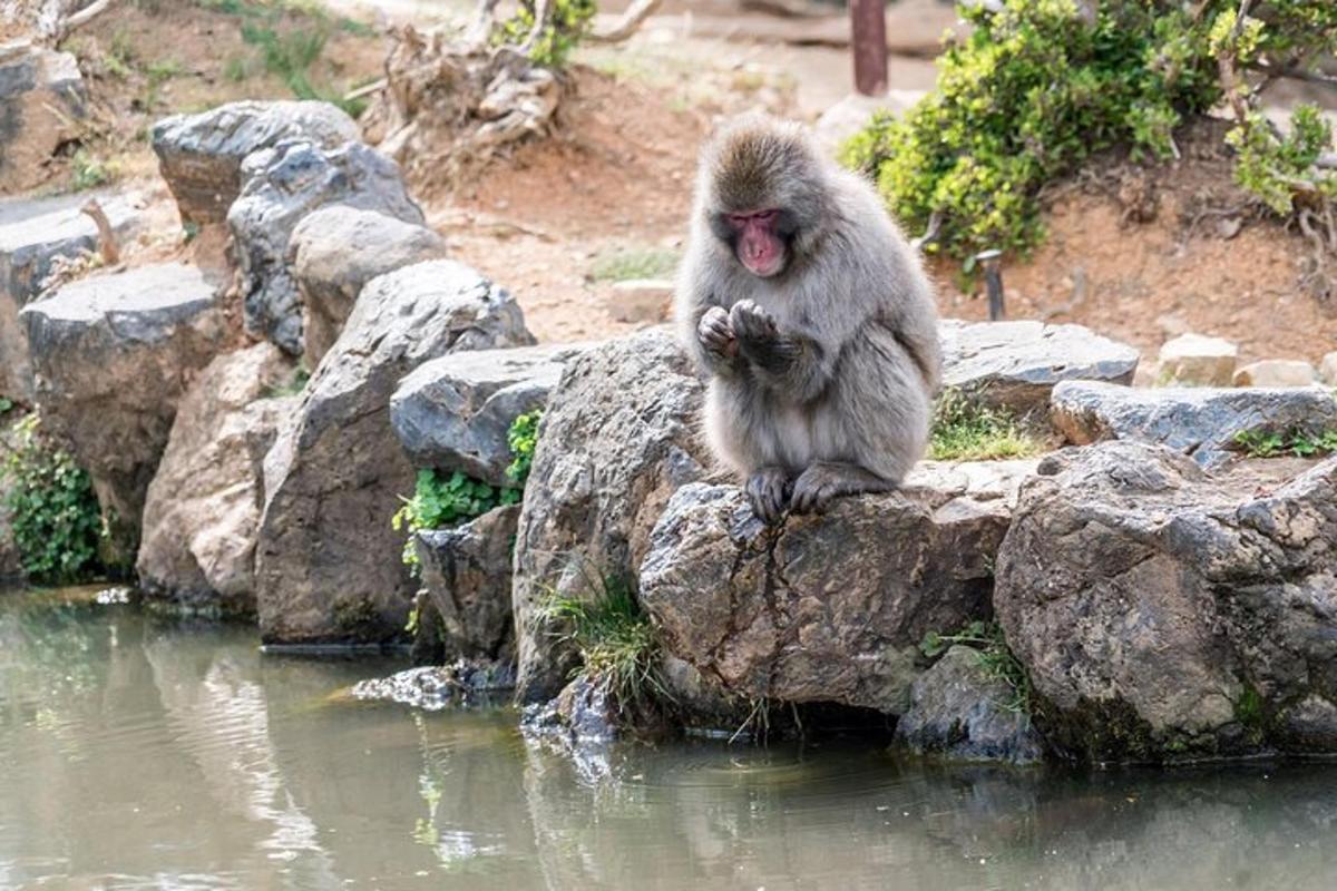 a monkey sitting on a rock by the water