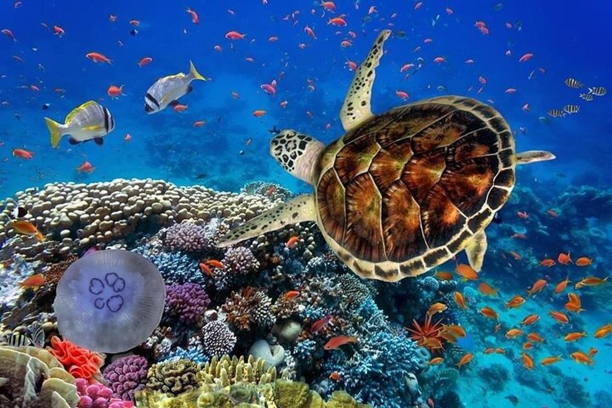 una tortuga marina nadando sobre un arrecife de coral