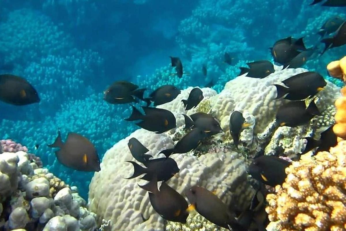 eine Gruppe von Fischen auf einem Korallenriff