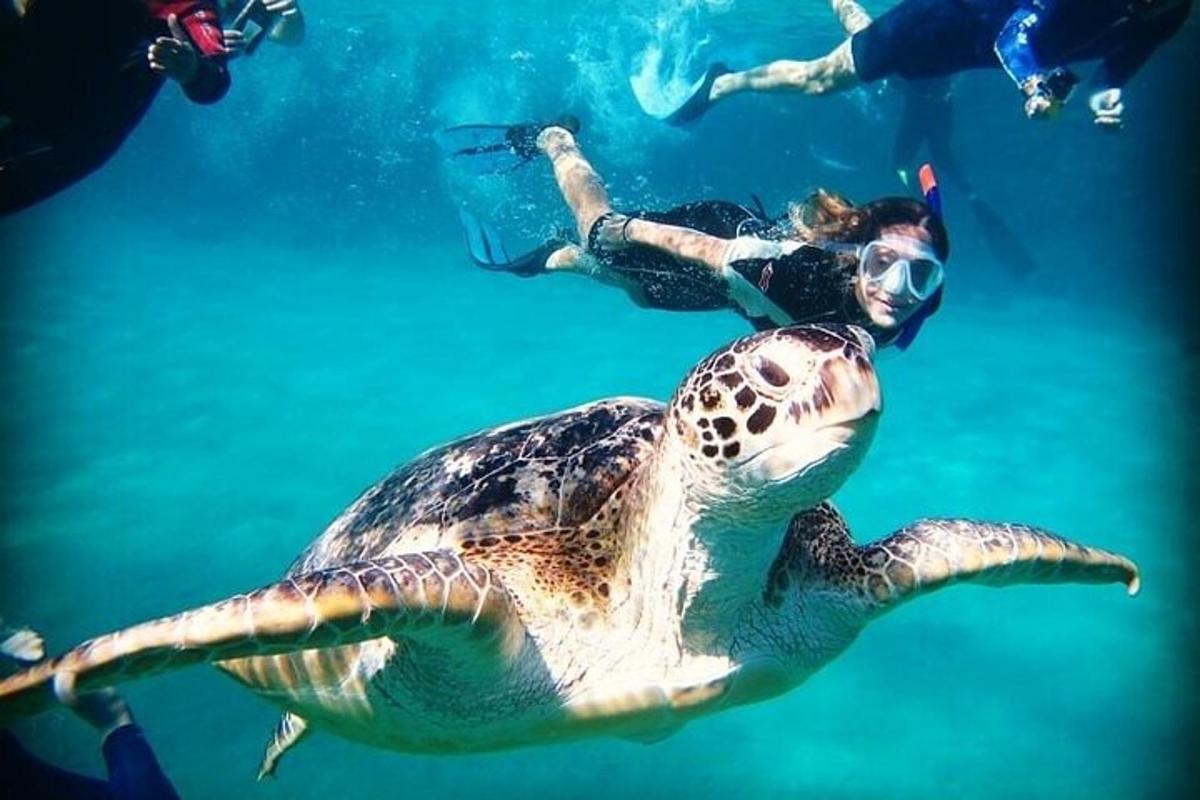 una tortuga verda nedant a l'aigua