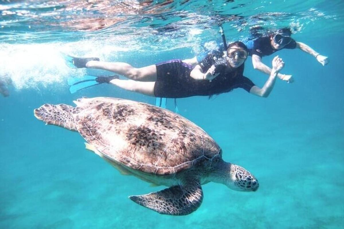 una tortuga nedant a l'aigua al costat de dues persones
