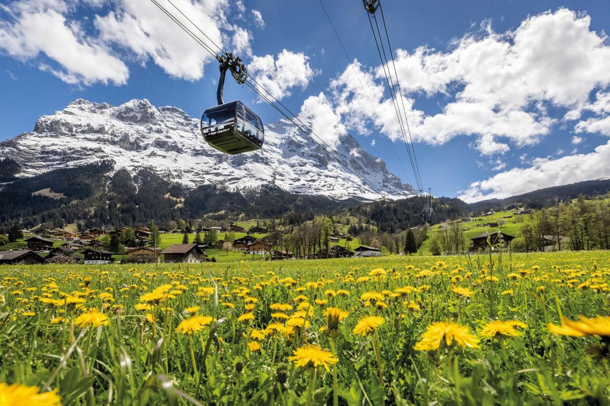 a ski lift with a field of flowers and a mountain