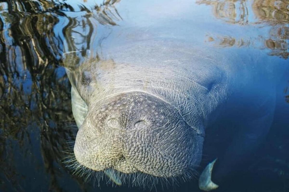 un elefant nedant a l'aigua amb la cara