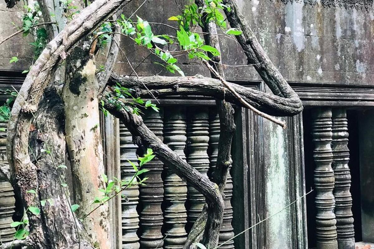 un ramo d'albero sul lato di un edificio