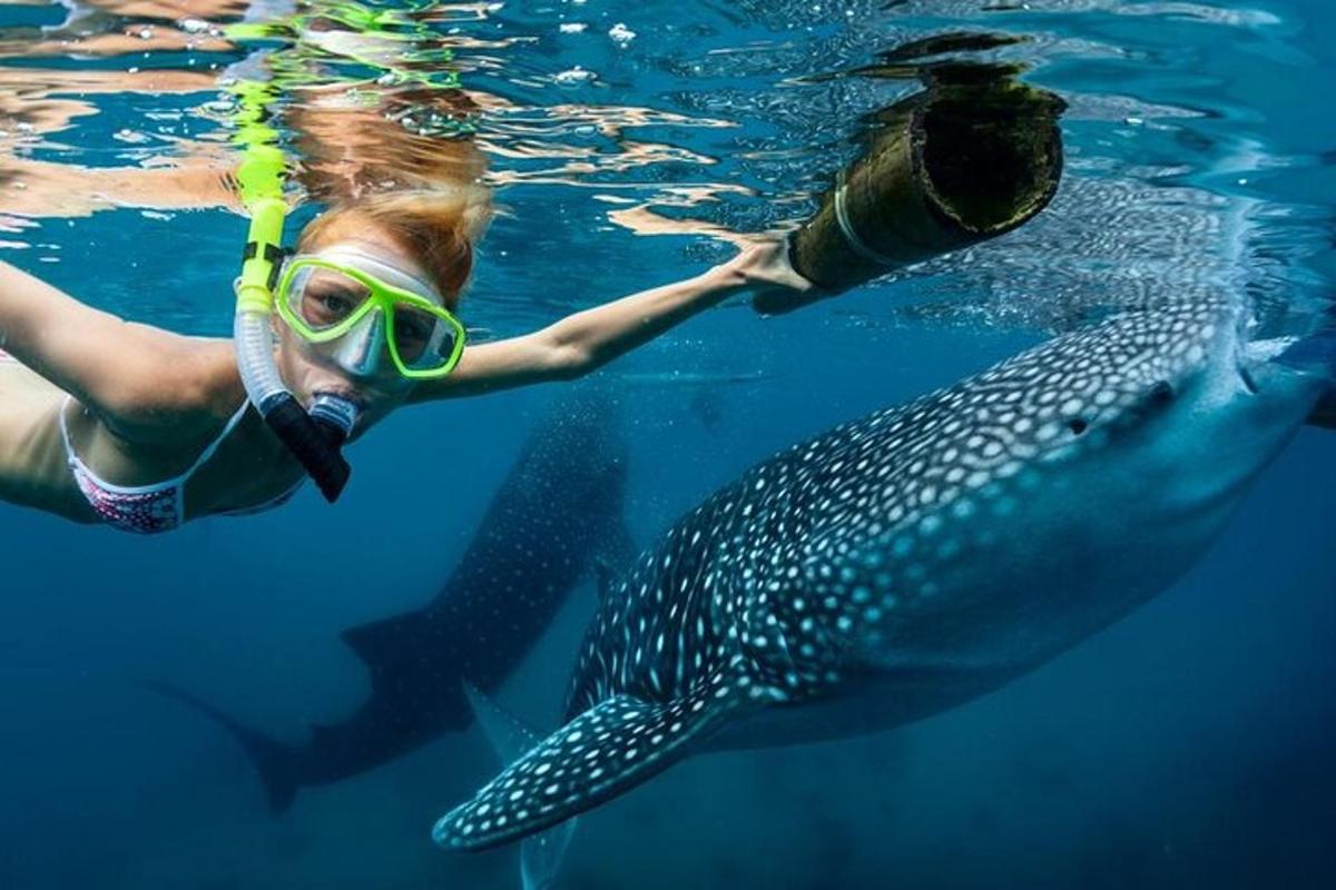 uma mulher na água com um tubarão-baleia