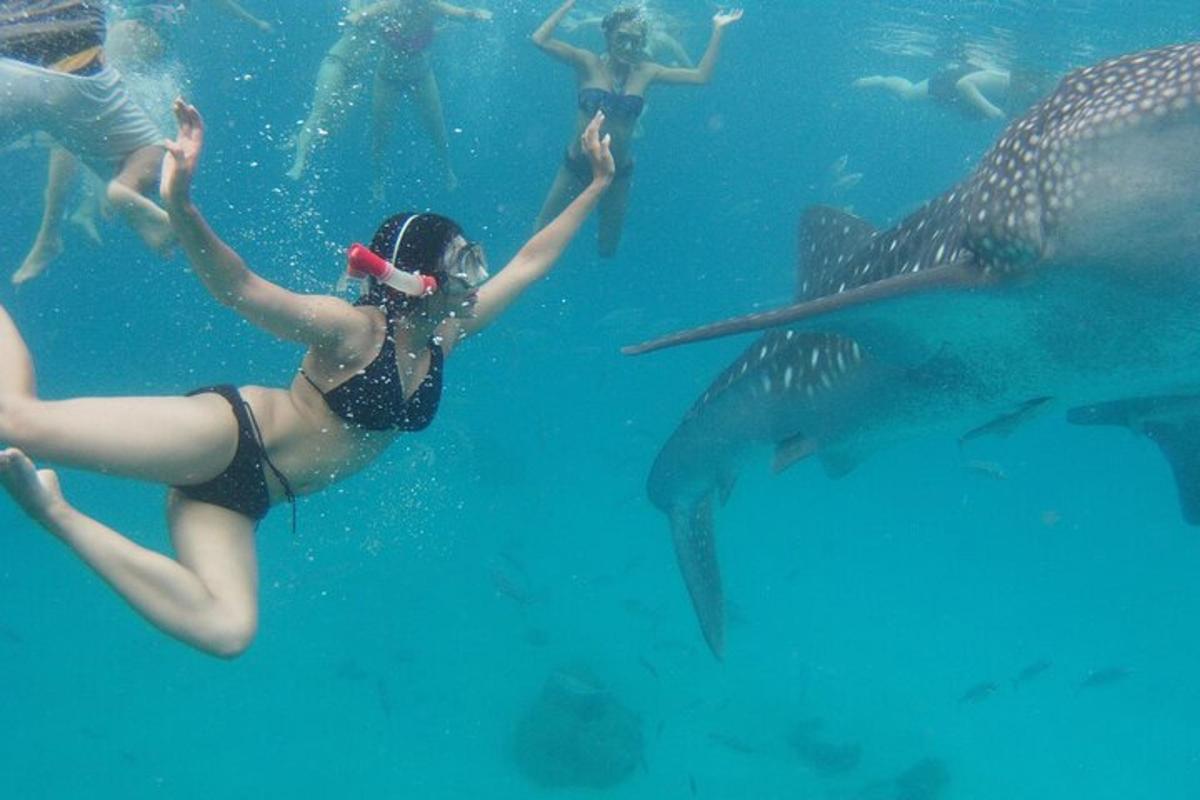 eine Gruppe von Menschen, die mit einem Walhai im Wasser schwimmen