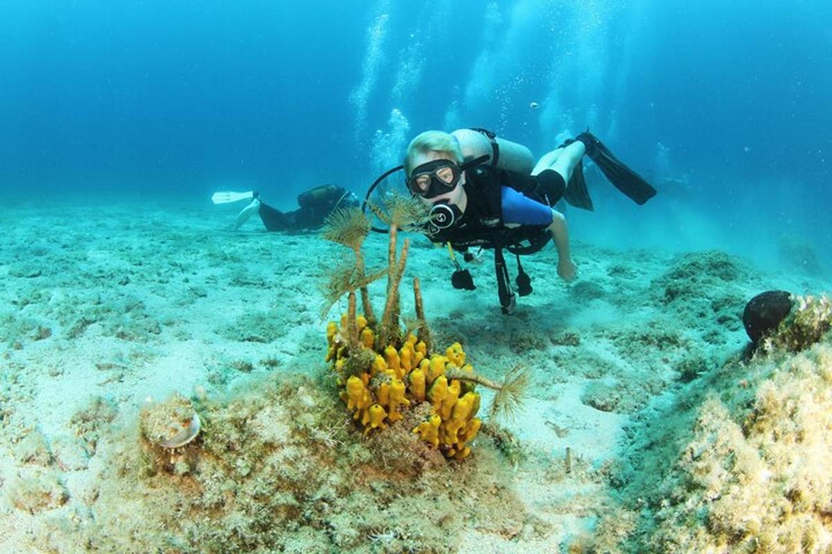 una persona nell'oceano che osserva una barriera corallina