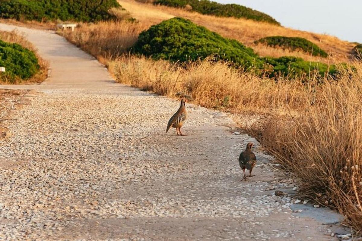 two birds walking down a gravel road