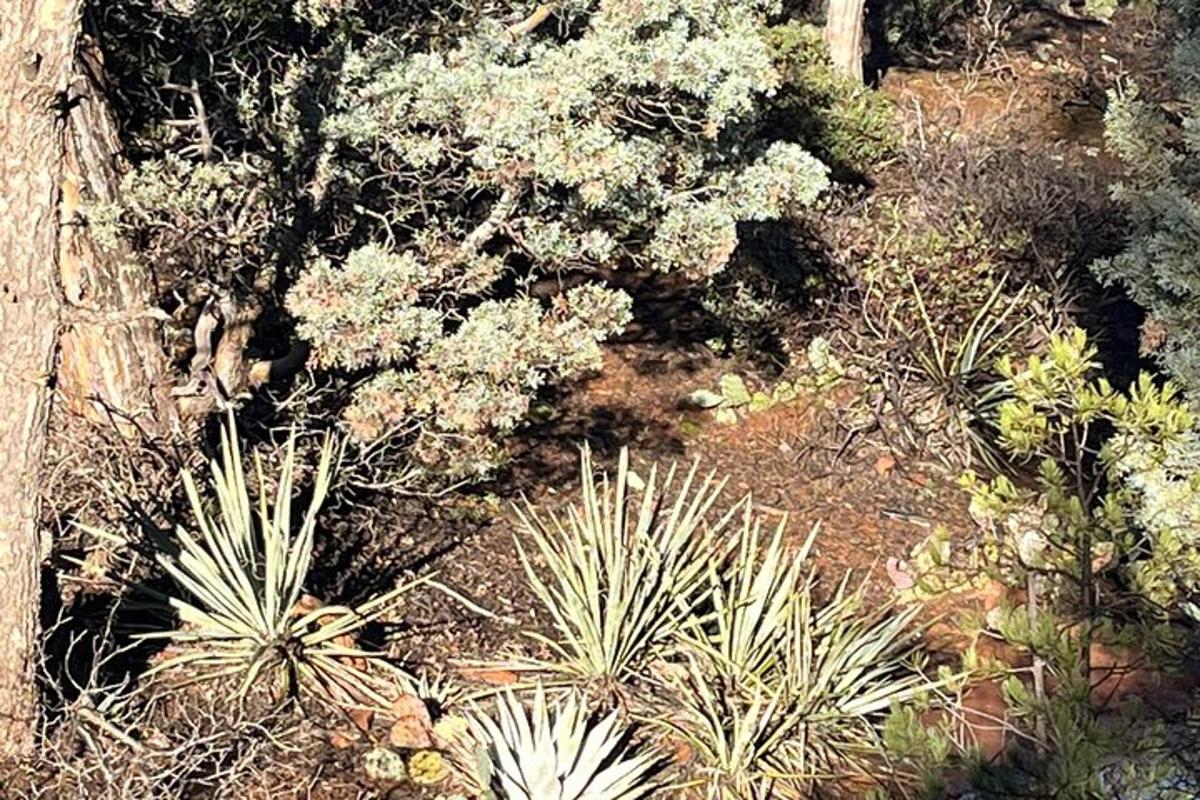 a garden with many different plants and trees
