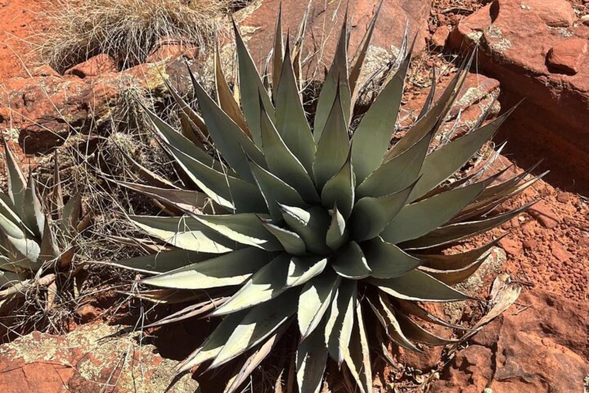 a succulent plant in the middle of the desert
