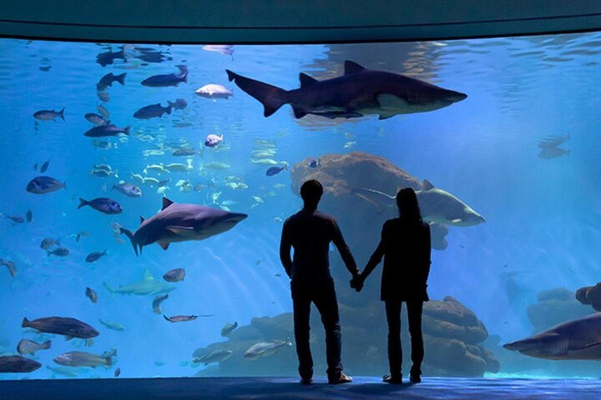 a couple standing in front of a large fish tank