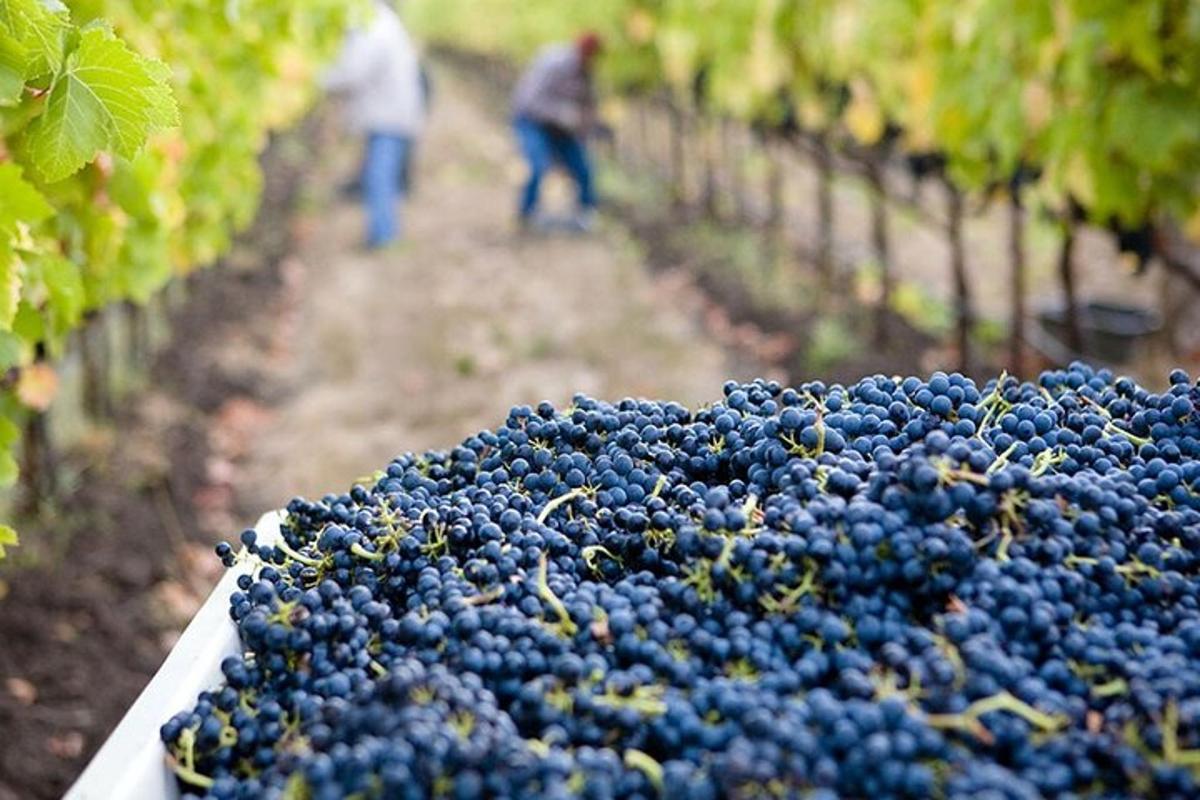 grozd v vinogradu z ljudmi v ozadju