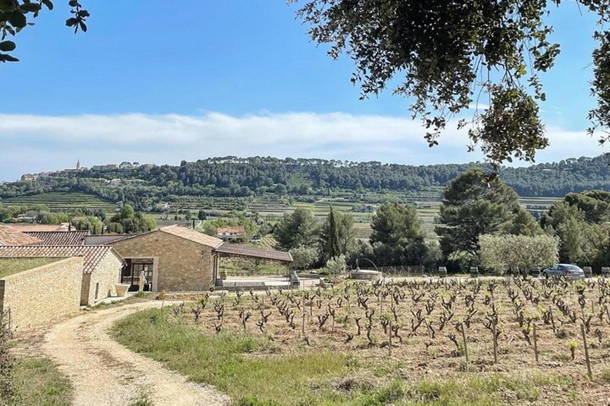 a field of vines with a building and a dirt road