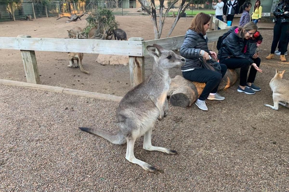 a kangaroo standing next to a group of people