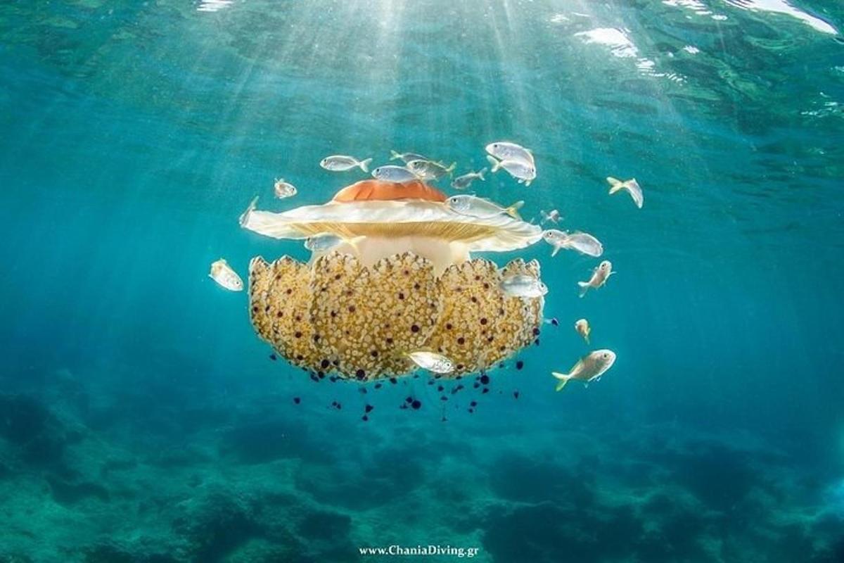 una tartaruga nell'acqua con un gruppo di pesci