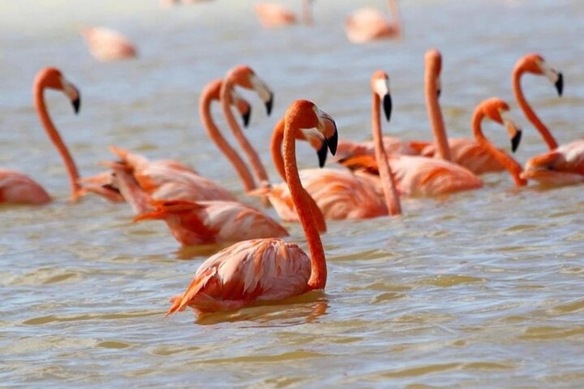 sekumpulan flamingo berenang di dalam air