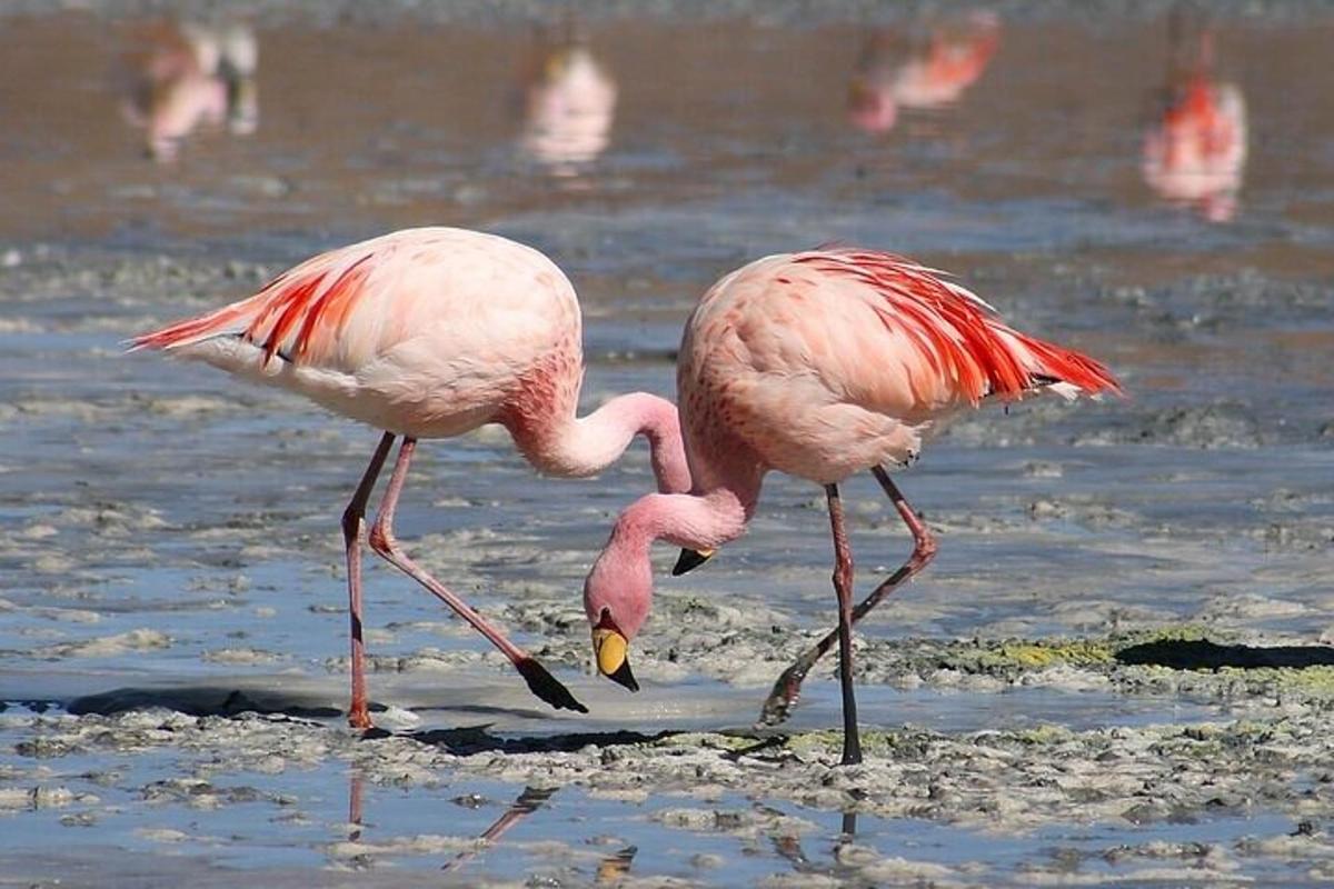 Tveir bleikir flamingóar standa í vatninu