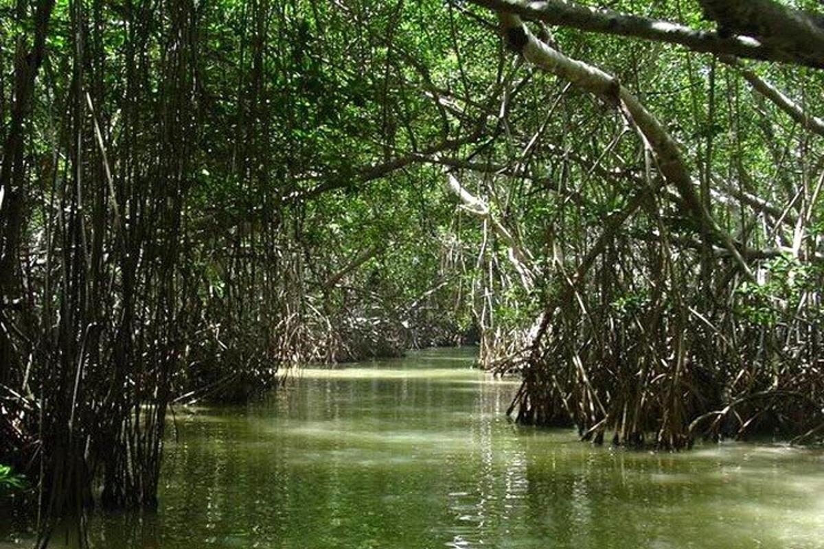 sungai di dalam hutan dengan air hijau dan pepohonan