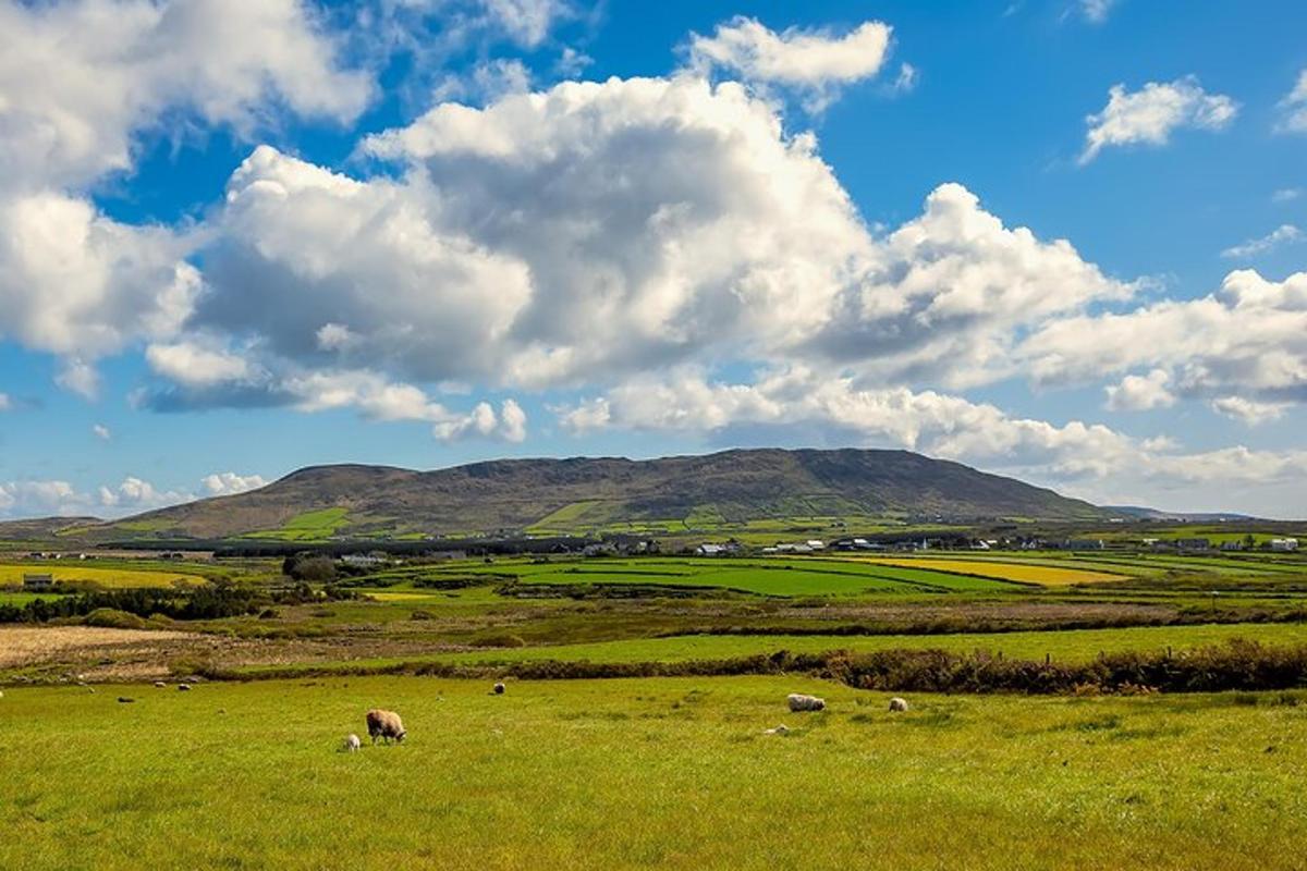 akur með dýrum á beit í akri með fjalli