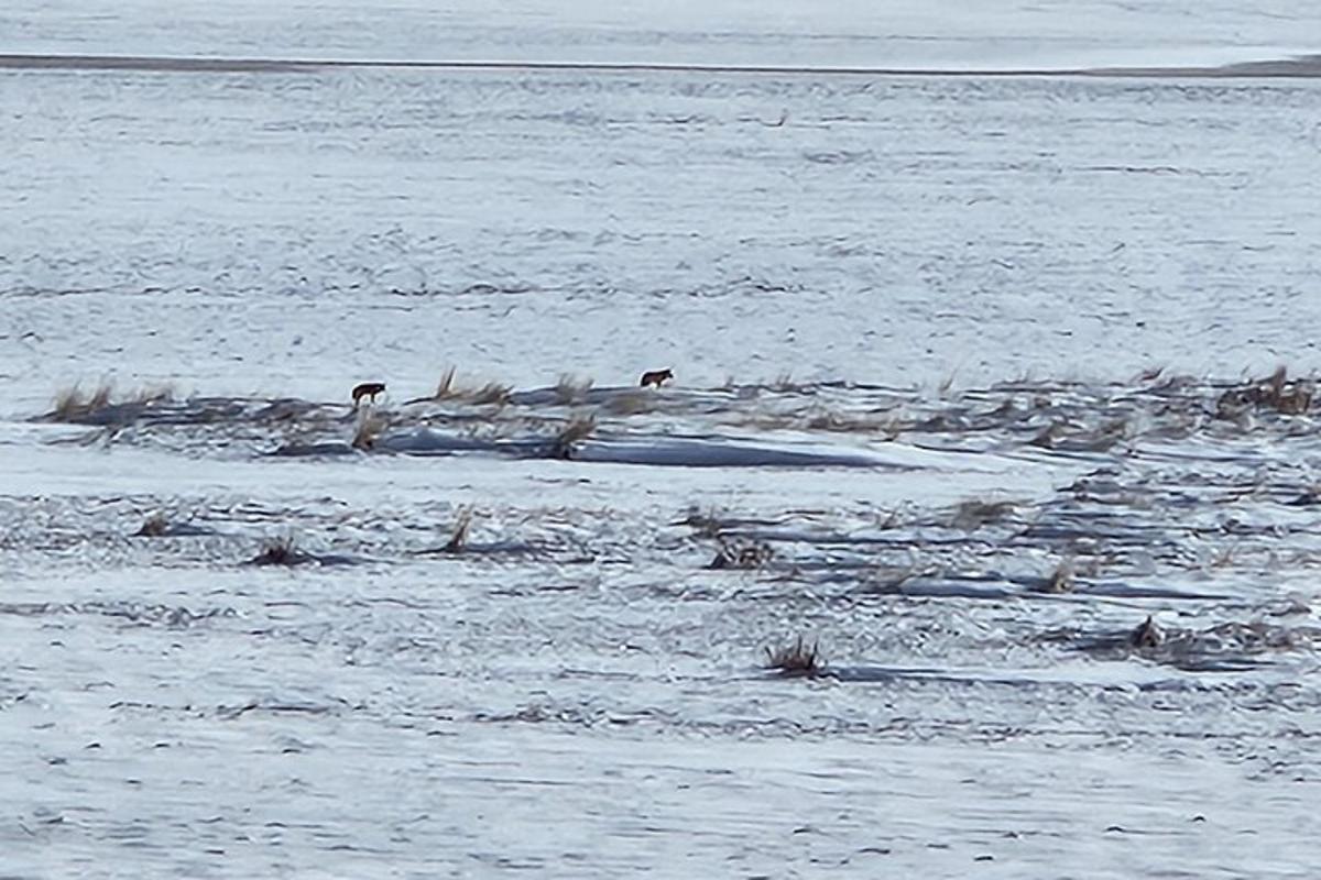a group of birds standing in the water