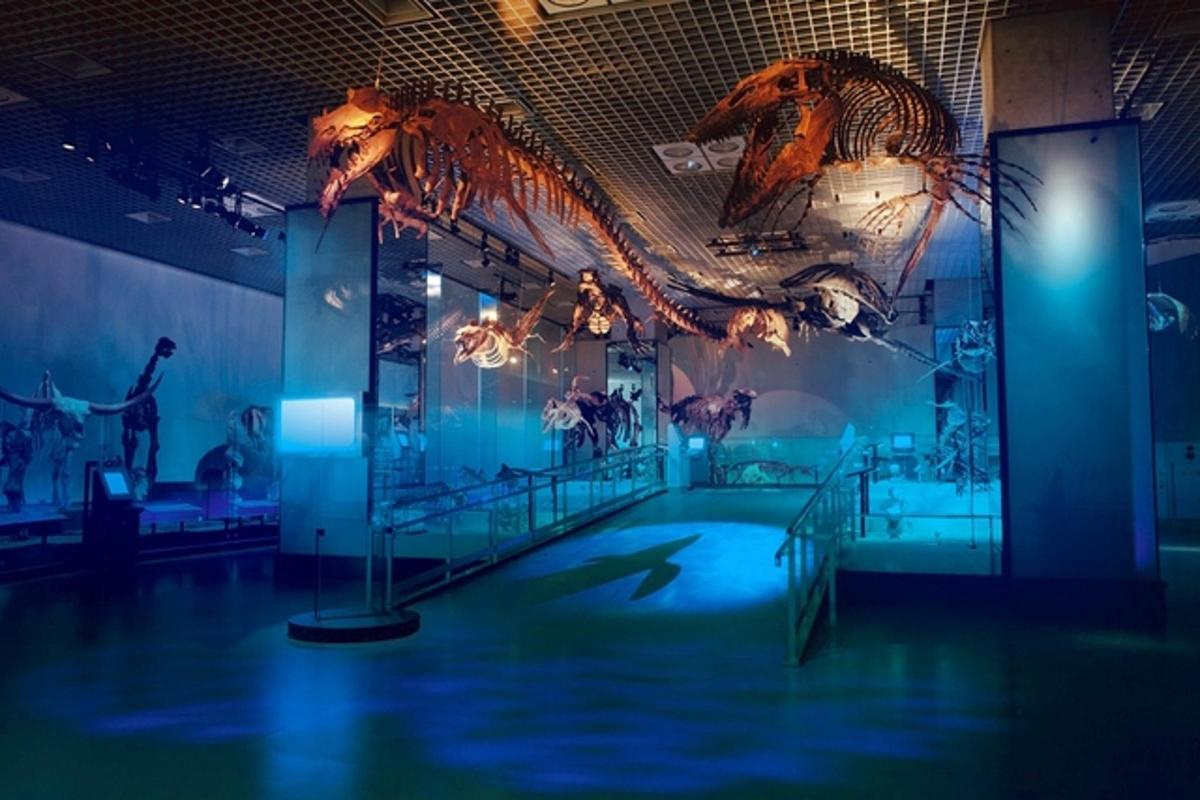 a room with dinosaur skeletons on the walls