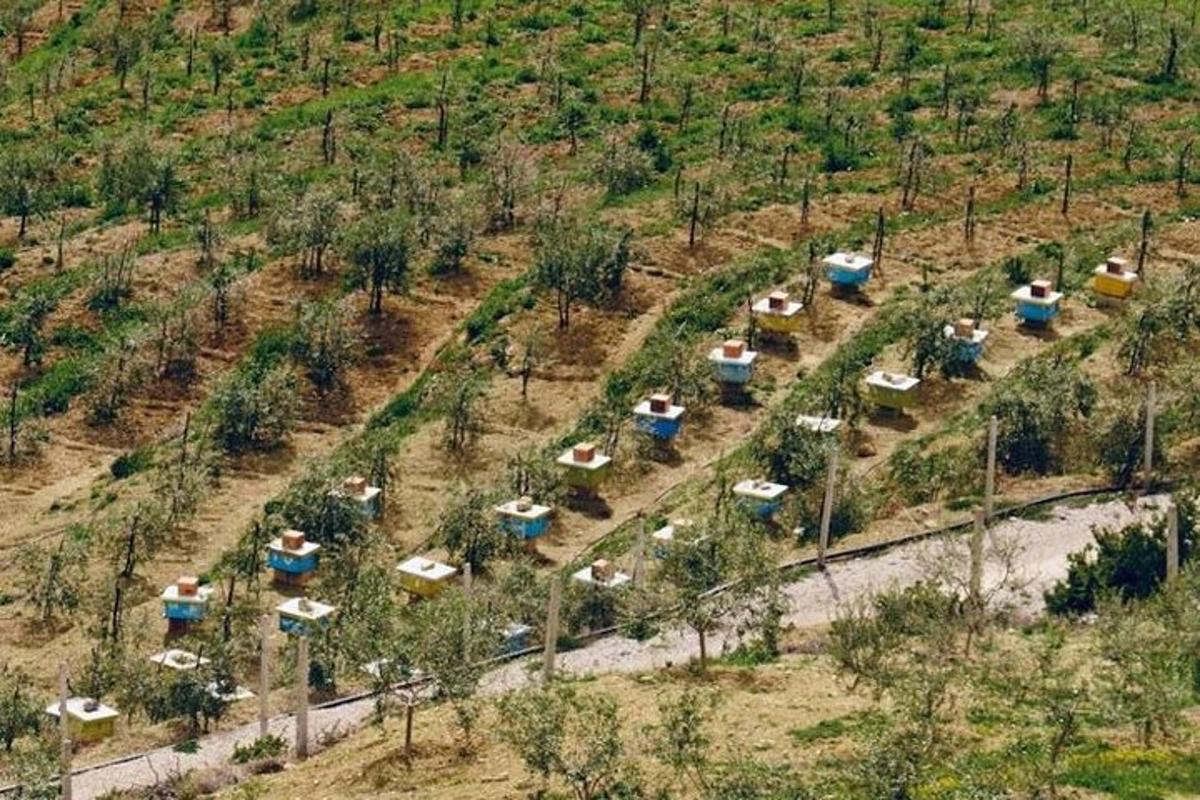 ābeļu plantācijas skats no augšas