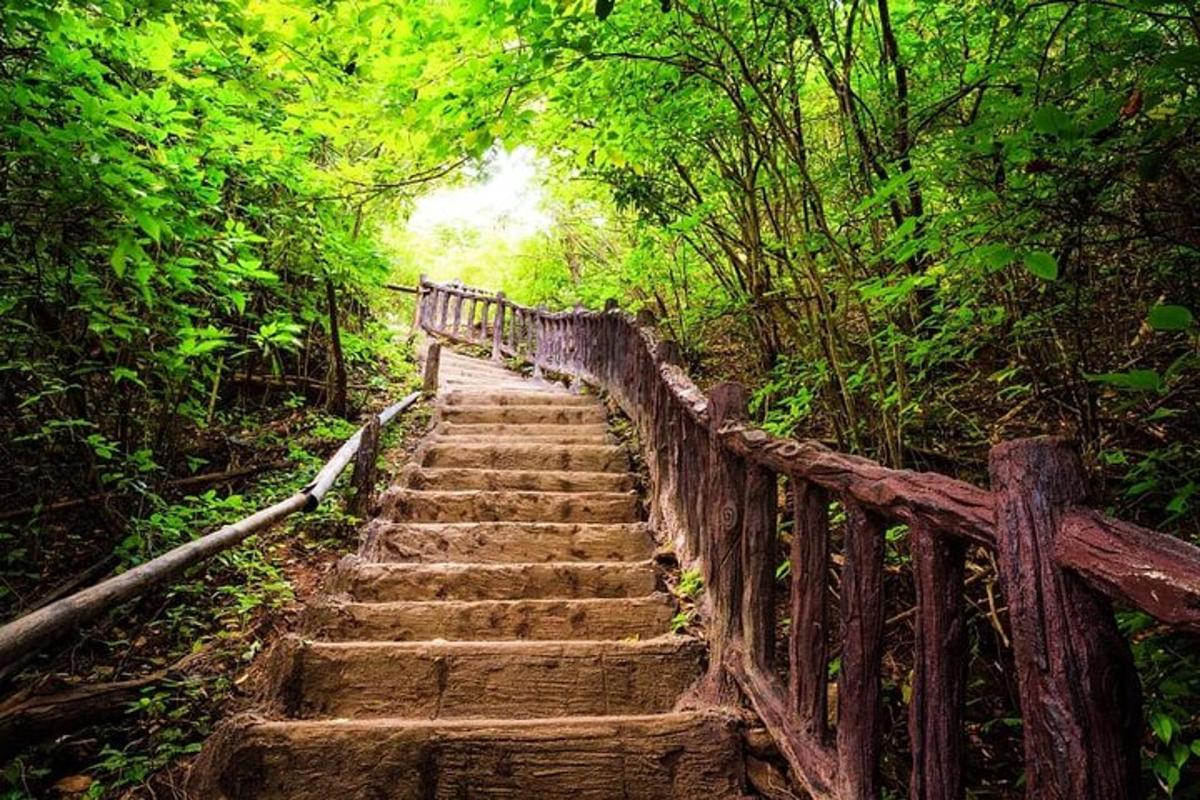 a set of stairs in a forest with trees