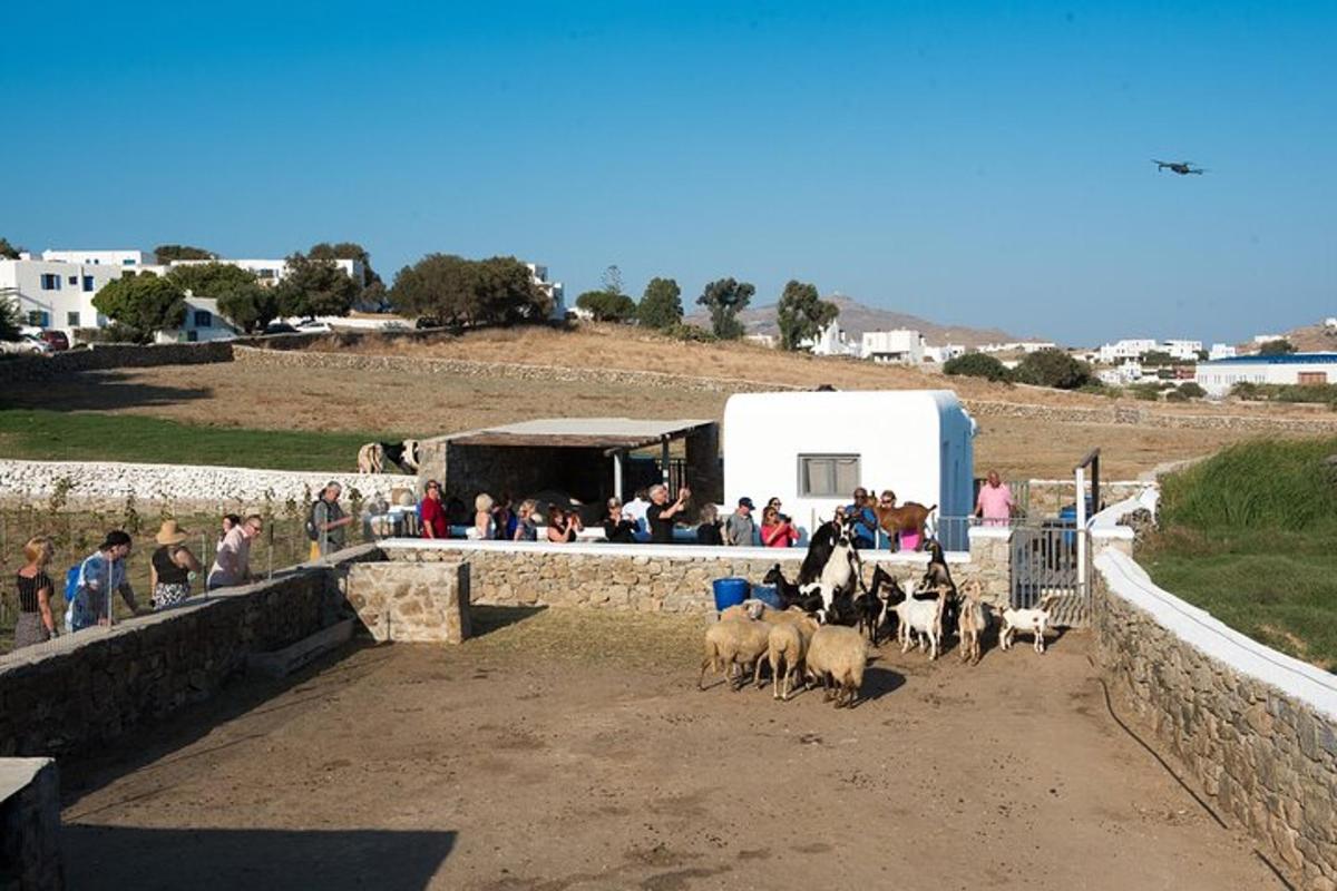 Un grupo de ovejas caminando en un campo con gente.