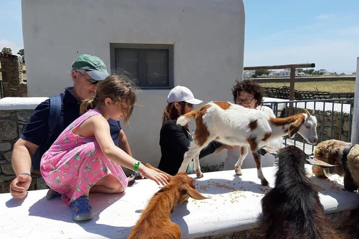 Una niña está alimentando cabras en una mesa.
