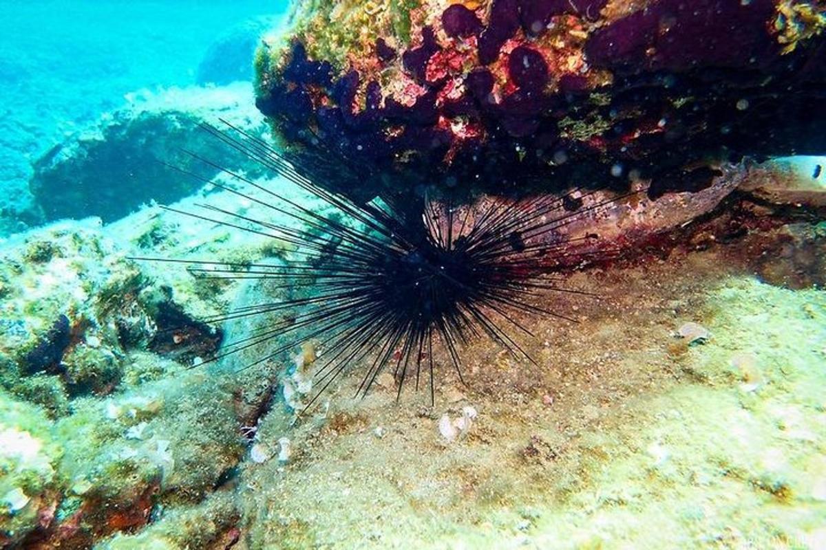 un leone marino è seduto sulla barriera corallina