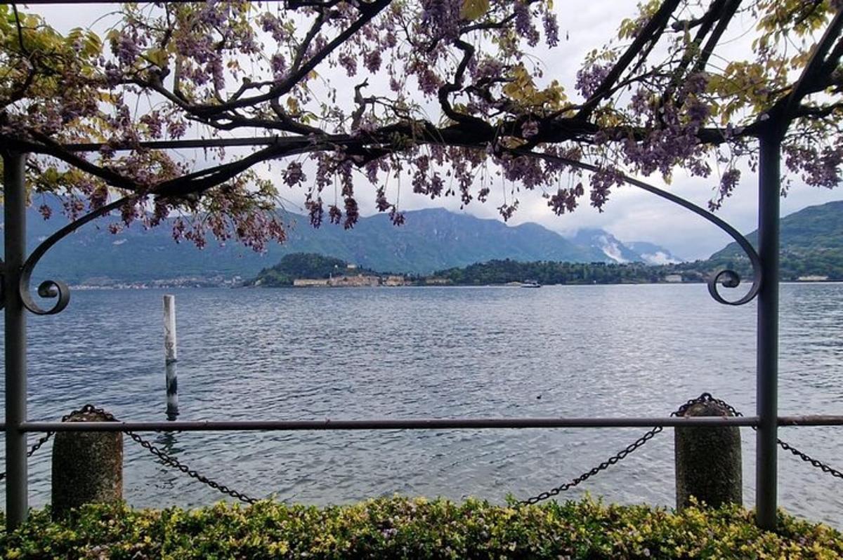 una vista di un grande specchio d'acqua con un albero