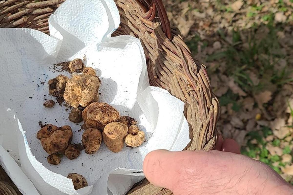 una persona sosteniendo una cesta llena de setas
