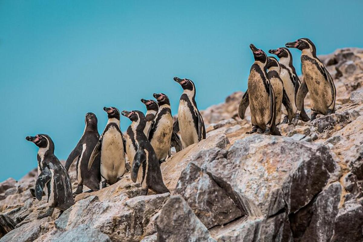 un gruppo di pinguini in piedi su una roccia