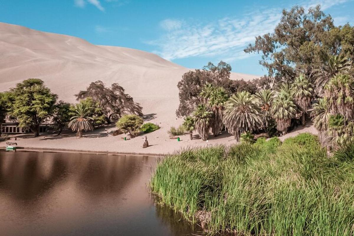 uno specchio d'acqua con palme e un deserto