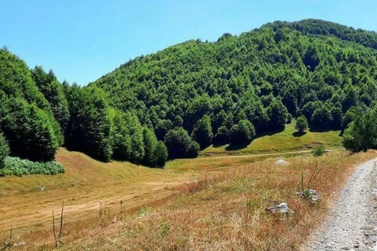 un camí de terra davant d'un turó amb arbres