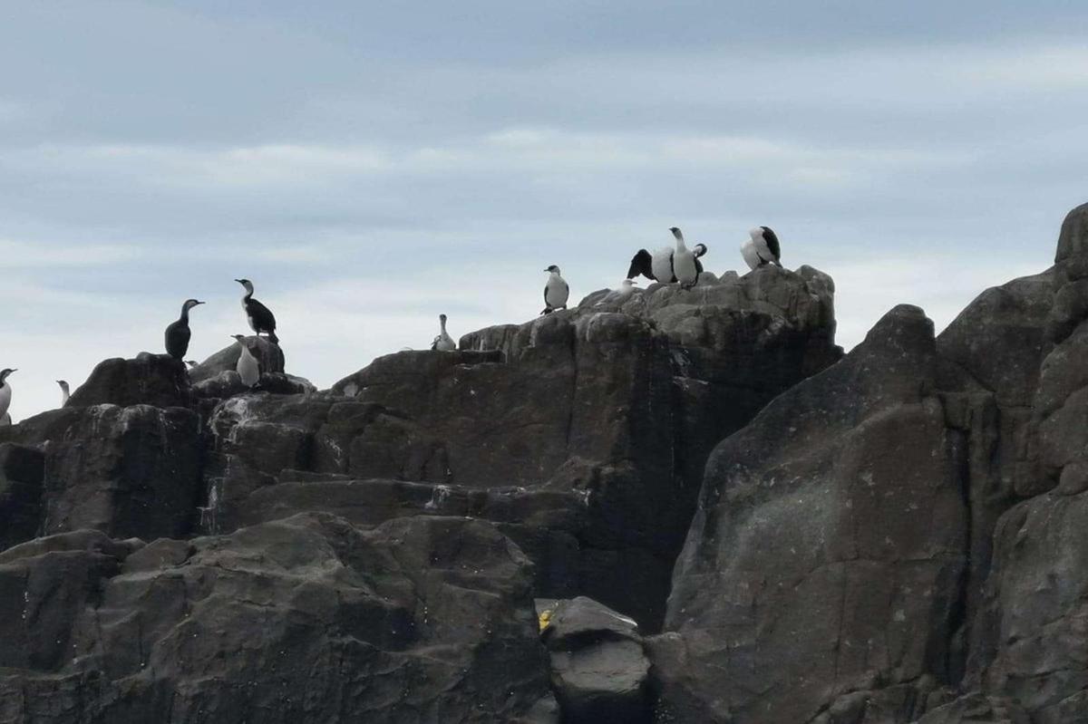 eine Gruppe Pinguine, die auf Felsen sitzen