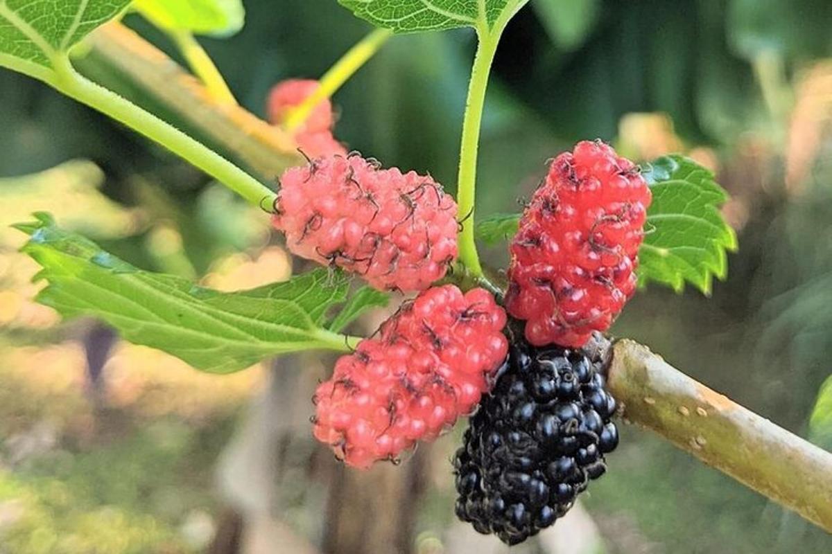 un mazzo di bacche rosse e nere su un albero