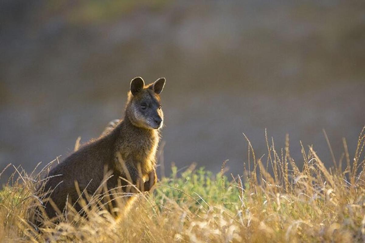 hyena sedící na poli s vysokou trávou