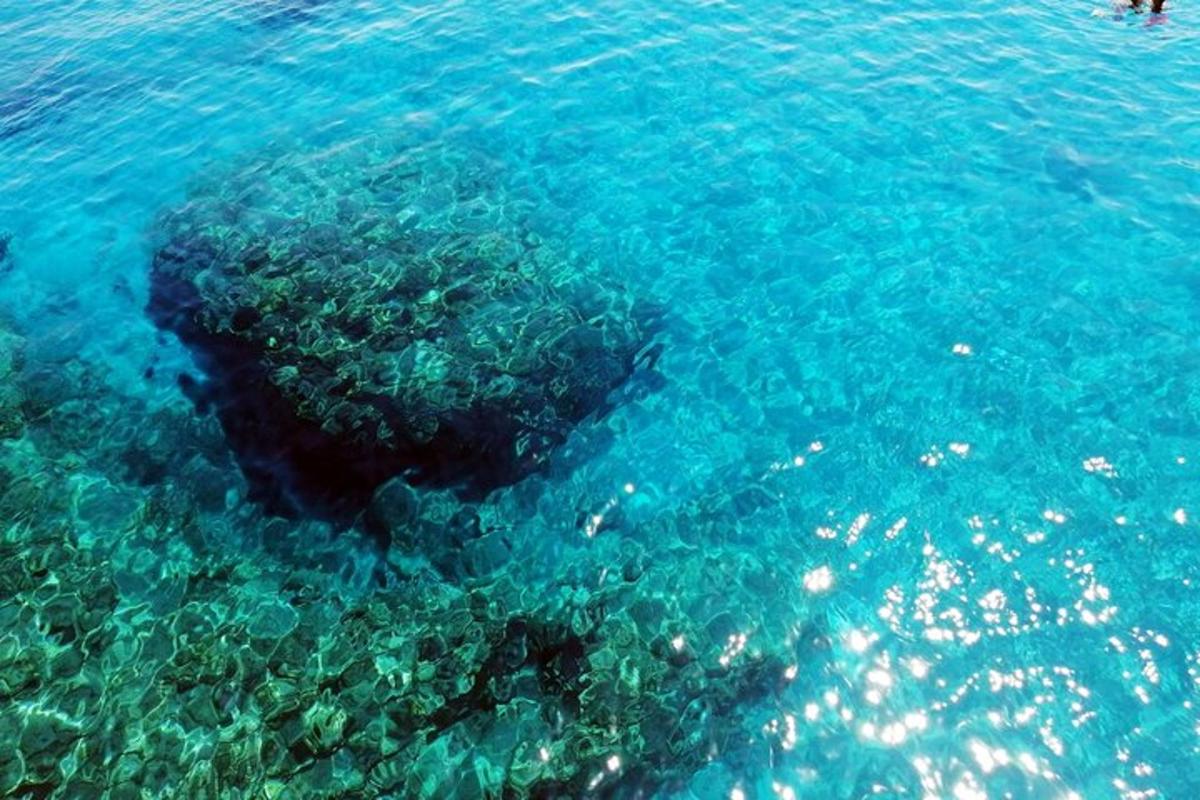 un pez nadando en el agua cerca de un arrecife
