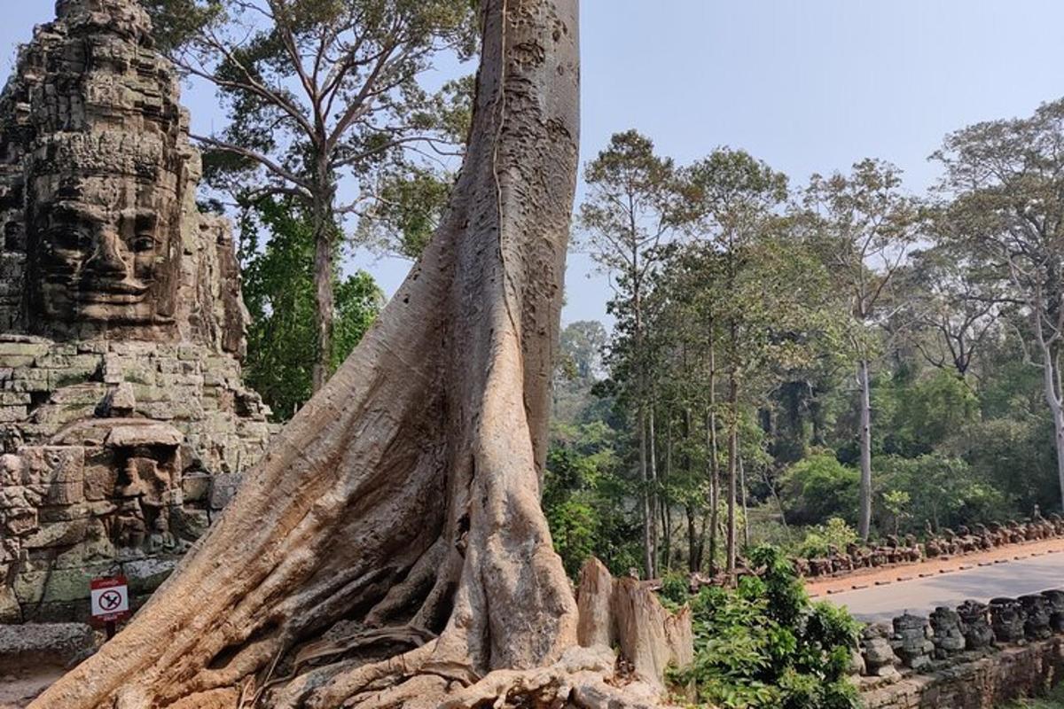un albero che cresce da un muro di pietra accanto a una strada