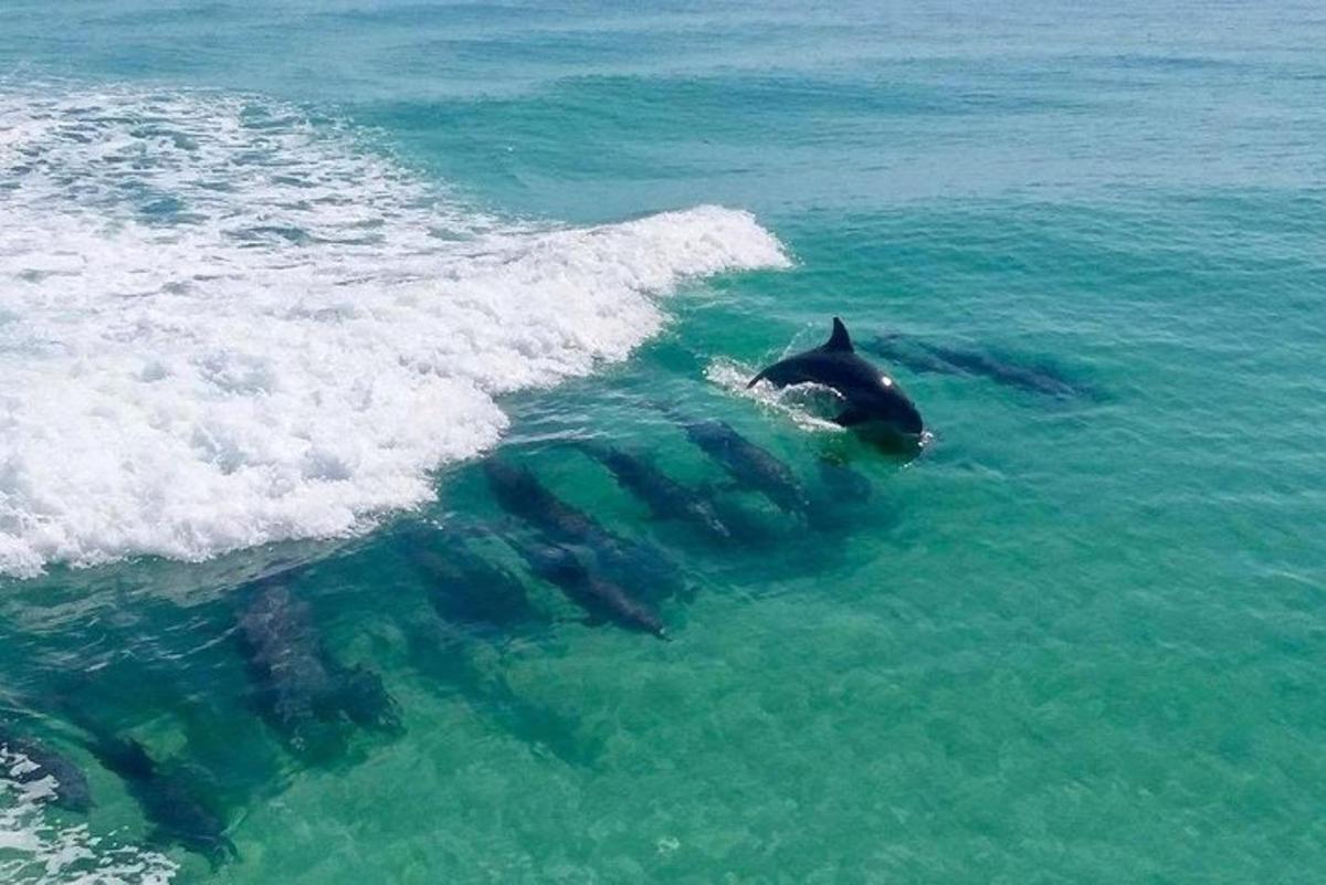 a dolphin swimming in the ocean next to a wave