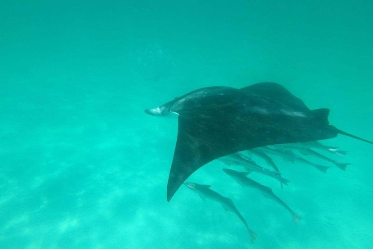 a black stingray swimming in the water