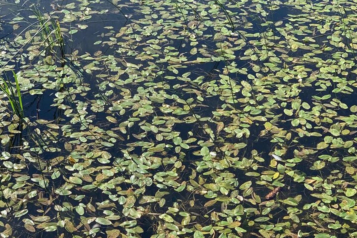 ένα μάτσο πράσινα φύλλα σε ένα σώμα νερού